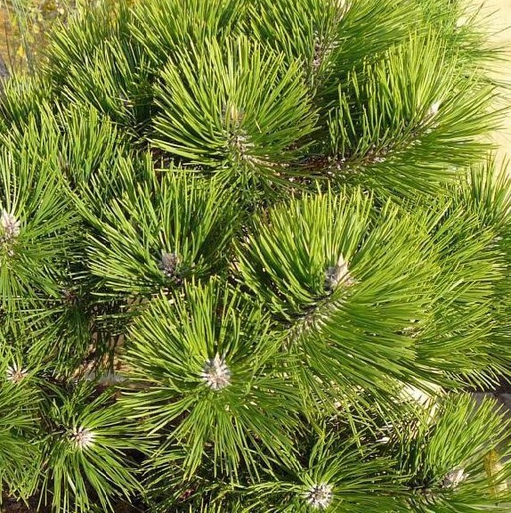 Pin negru pitic Marie Bregeon - imagine 2