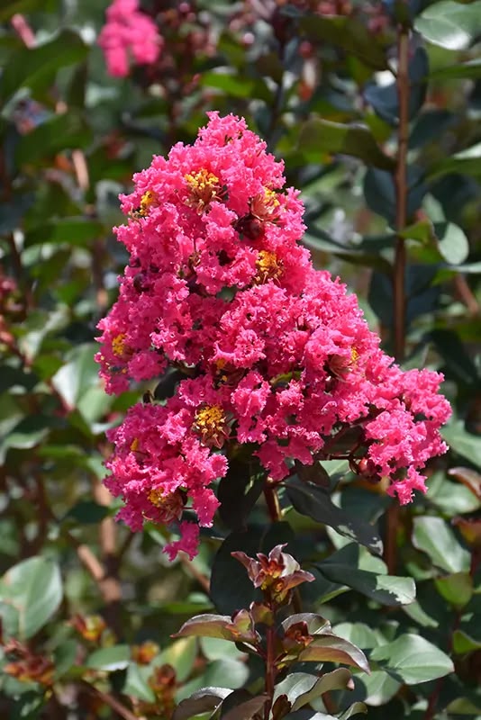 Liliac indian