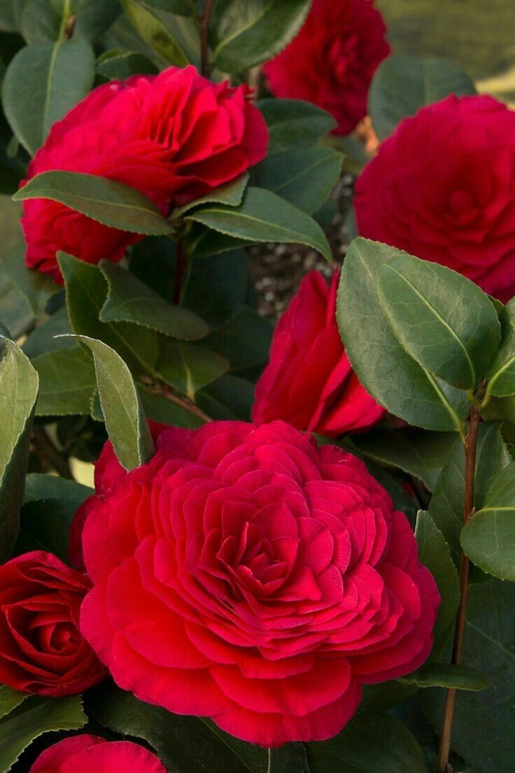 Camelia Japonica multitronco