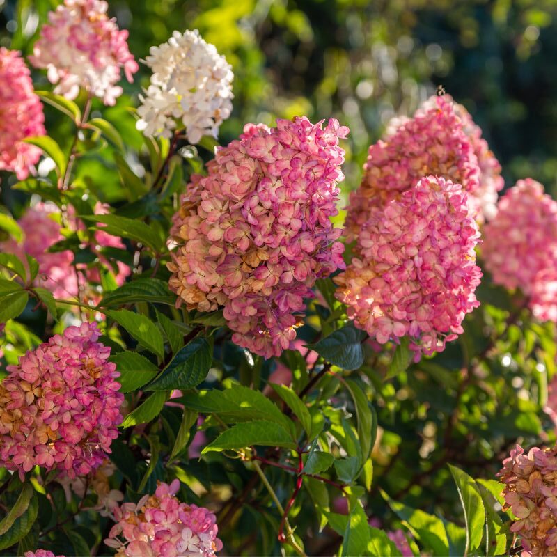 Hortensia Sundae Fraise Rensun