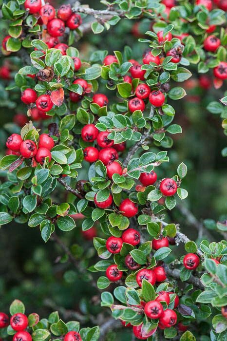 Cotoneaster Coral Beauty