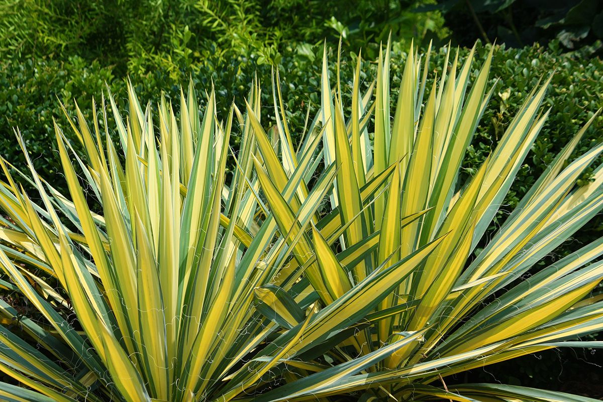Yucca filamentosa