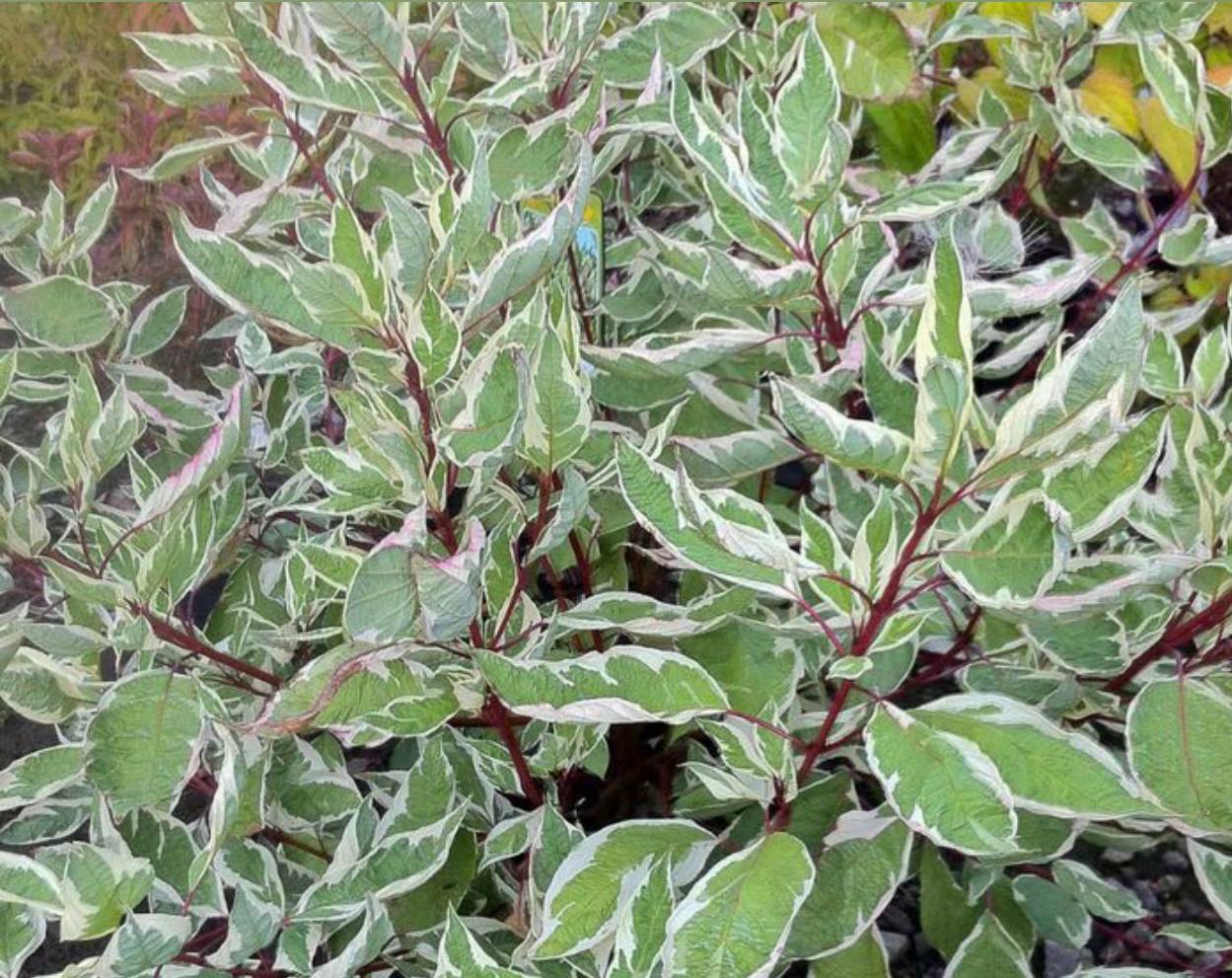 Cornus Alba Siberica Variegata