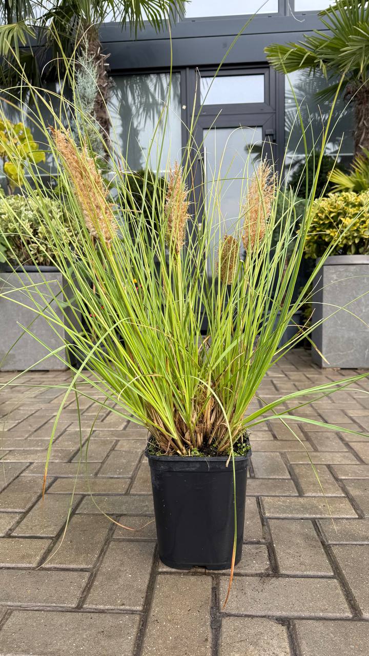 Cortaderia selloana Tiny Pampa - imagine 3