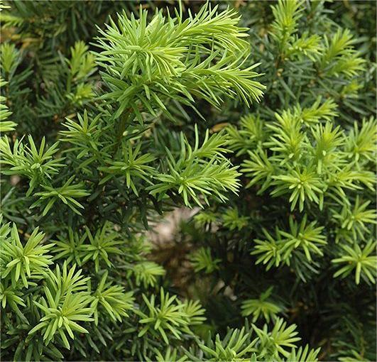 Taxus Hicksii