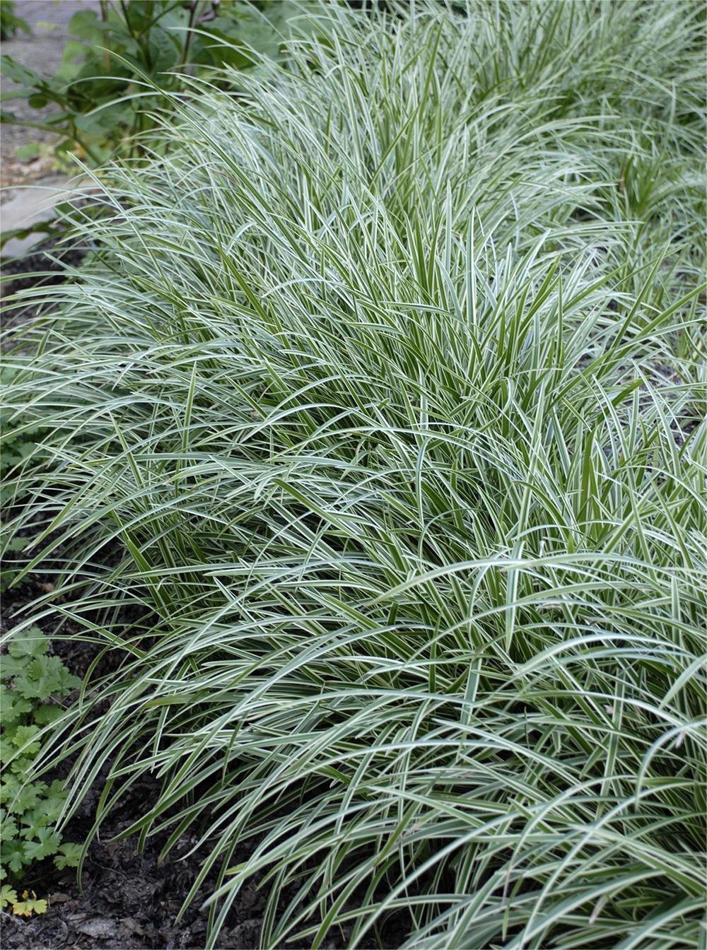 Carex Variegata
