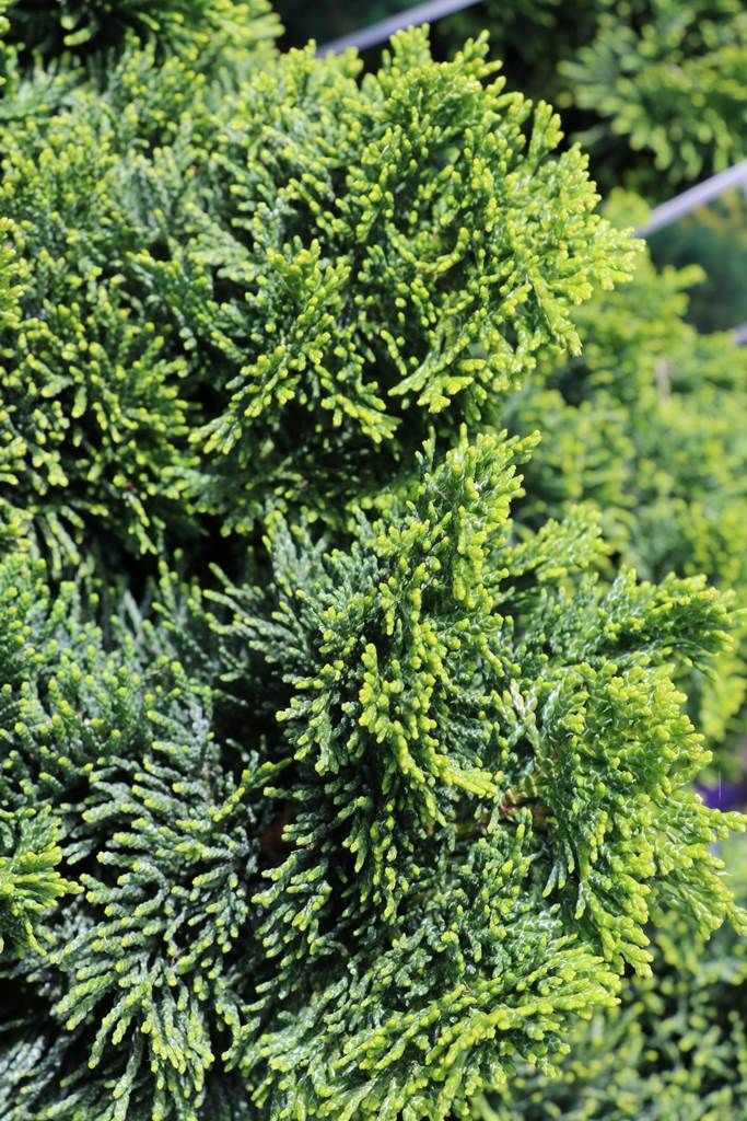 Chiparos Gracilis Nana