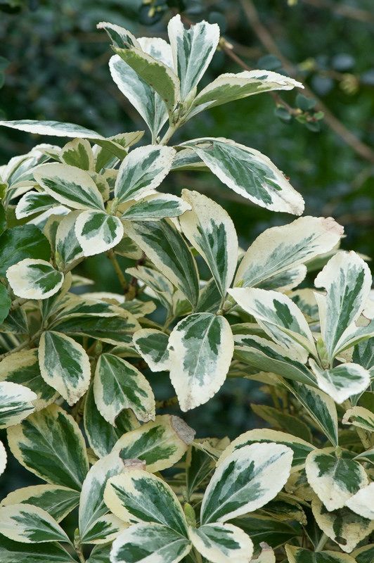 Euonymus Bravo pe picior - imagine 5