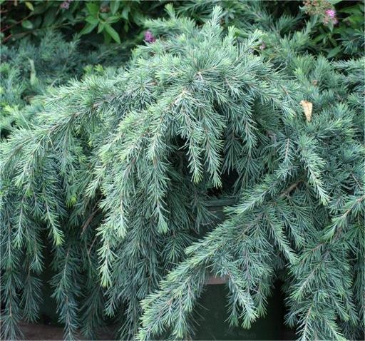 Cedru pe picior Feelin Blue