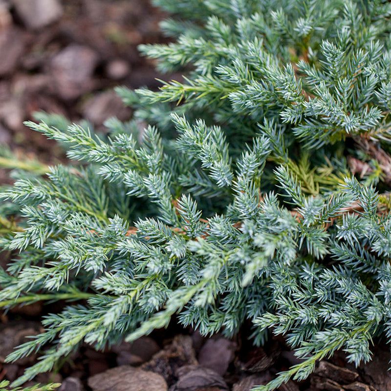 Ienupăr Blue Carpet