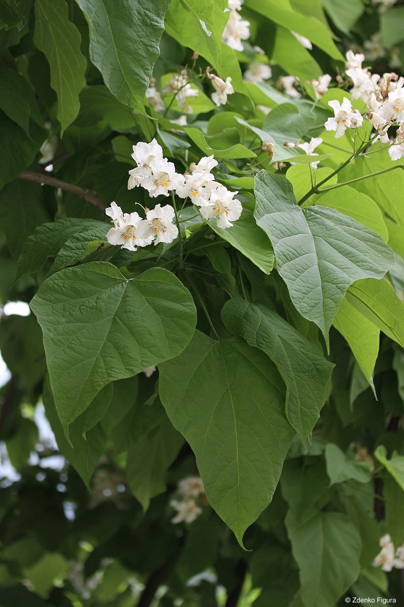 Catalpa