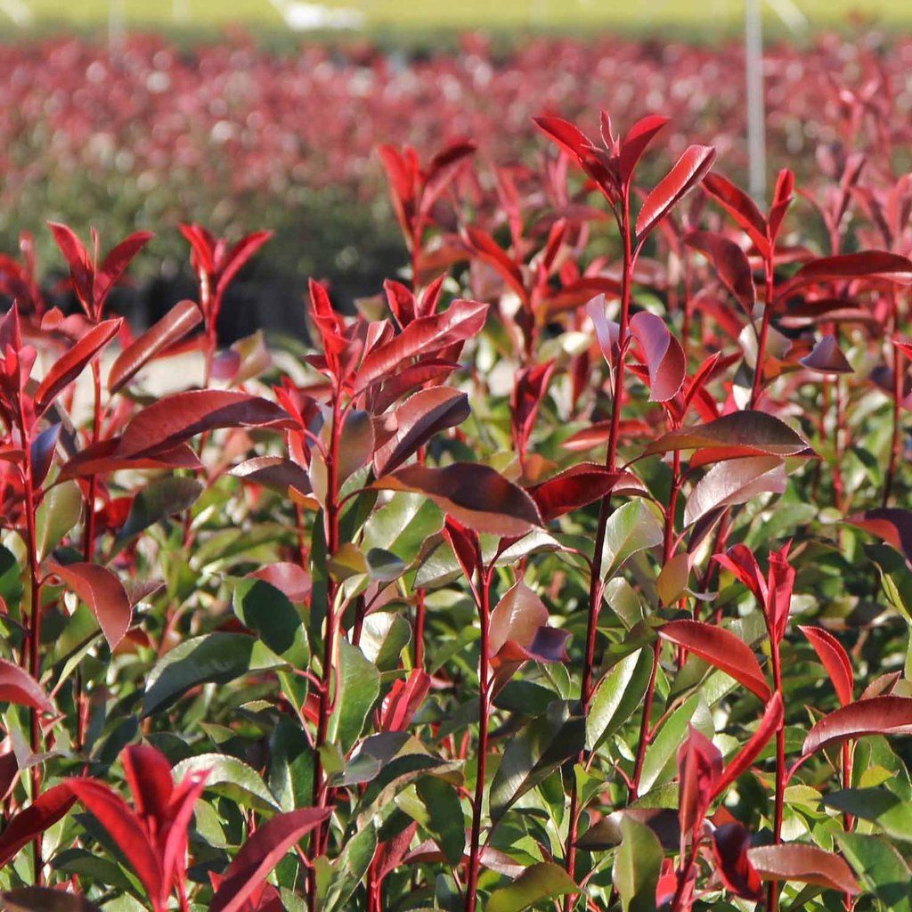 Photinia Fraseri Robusta