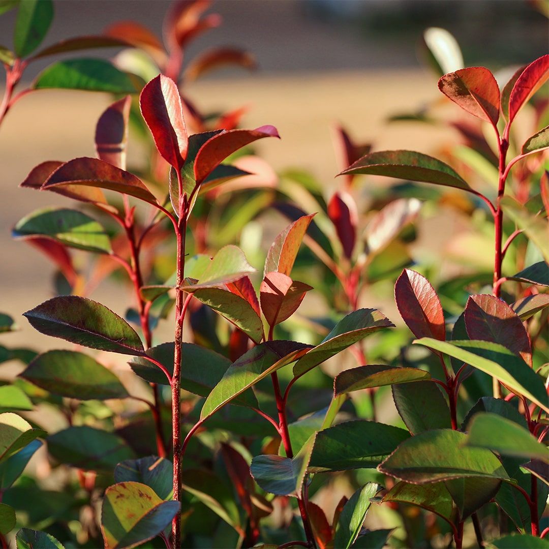 Photinia Fraseri Carre Rouge pe picior