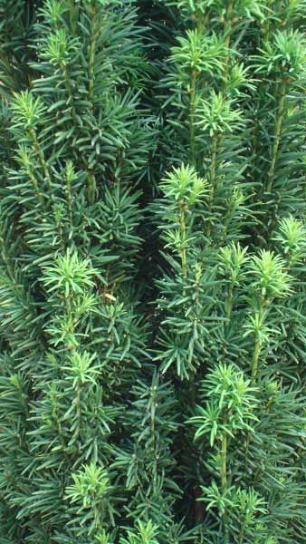 Taxus Baccata