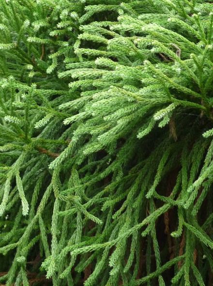 Cryptomeria pe picior