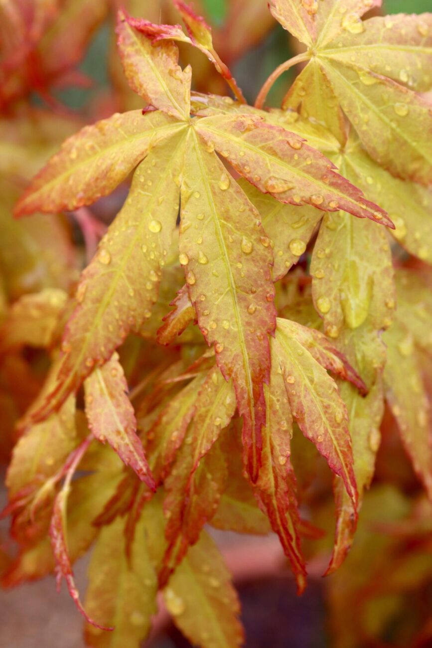 Arțar japonez Katsura - imagine 4