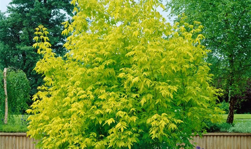 Arțar american Odessanum