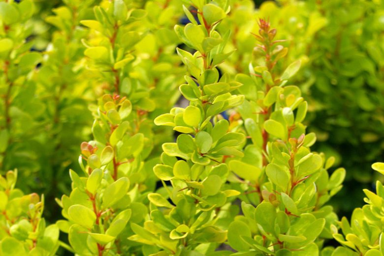 Barbaris Golden Rocket