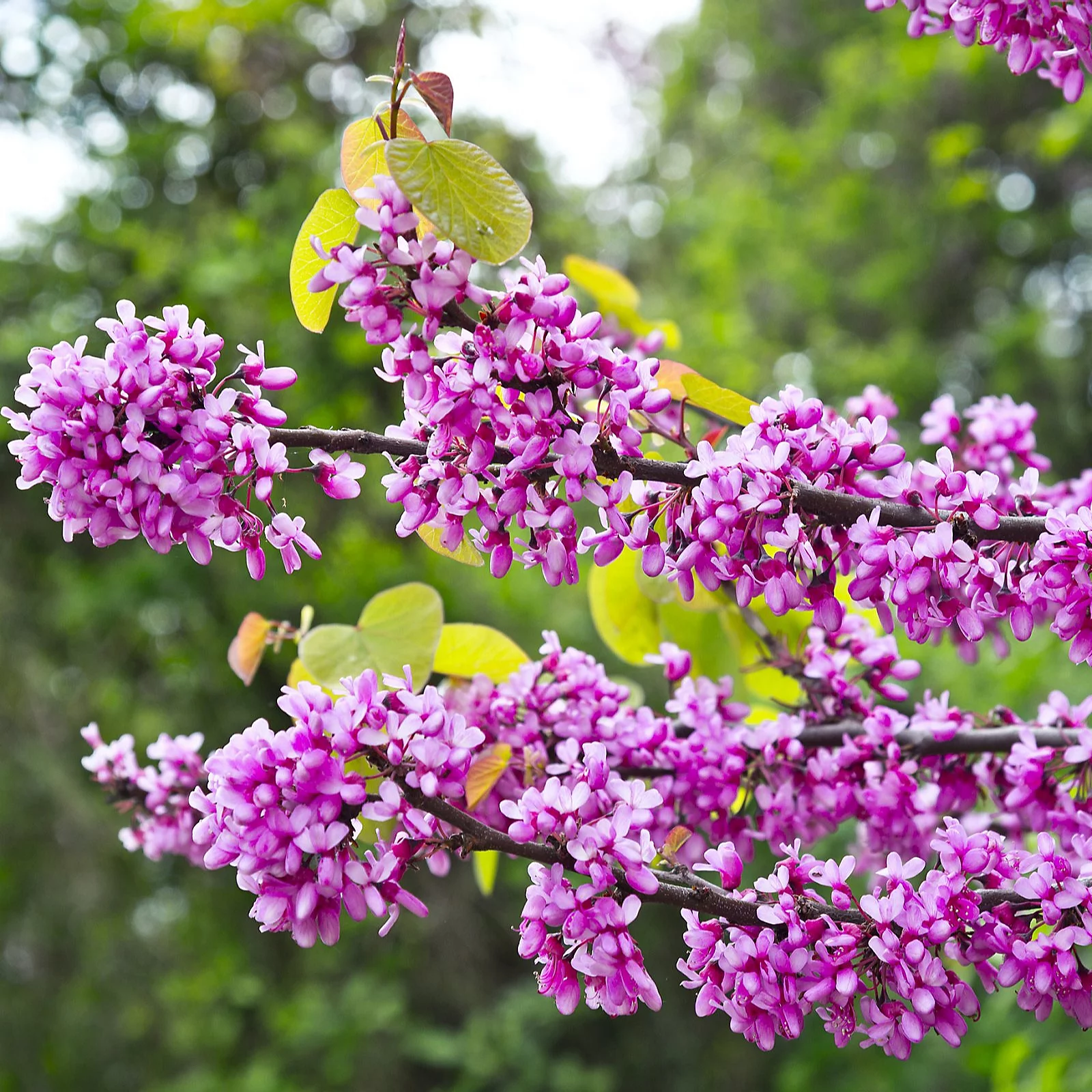 Cercis (Arborele lui Iuda) Eternal Flame - imagine 3
