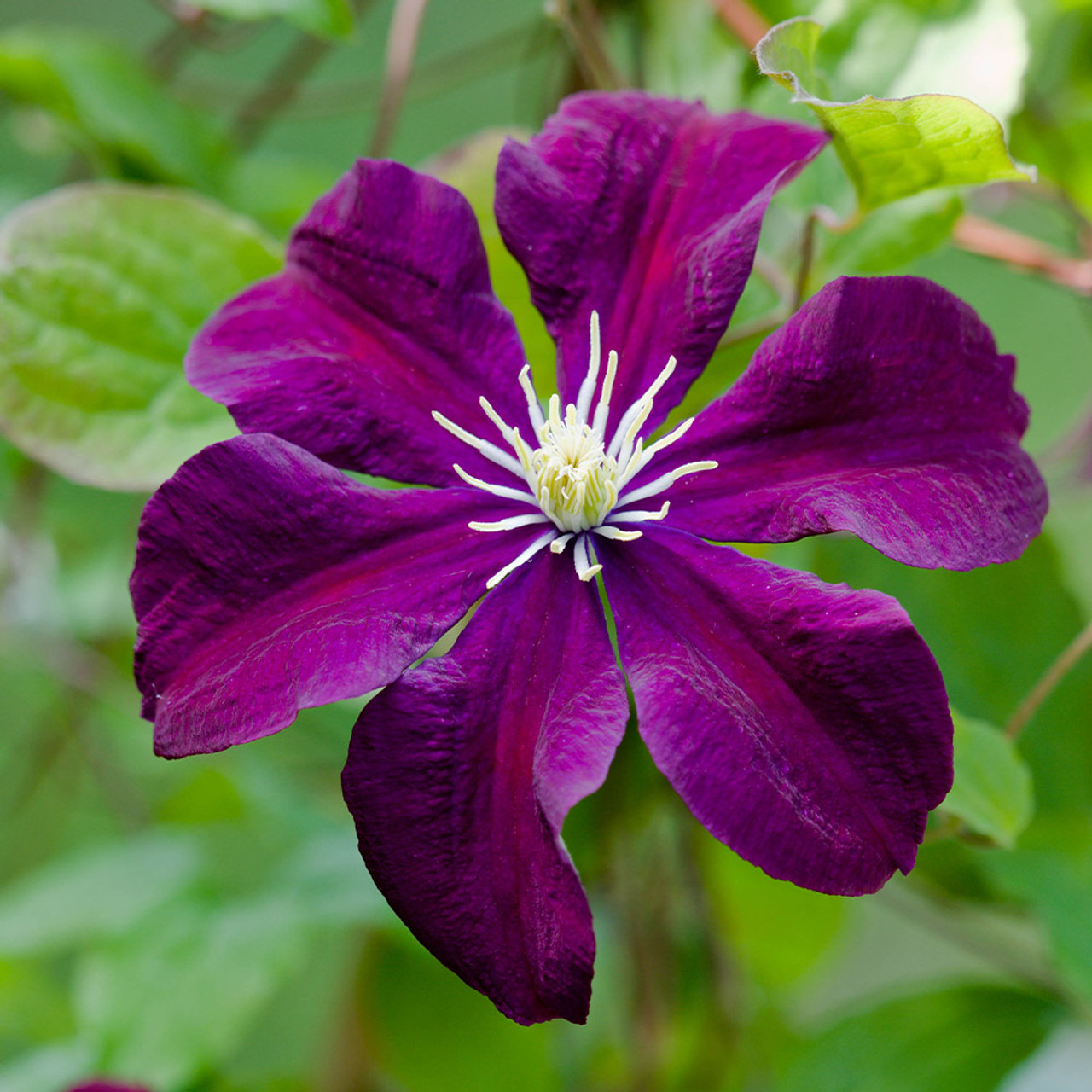 Clematis Warszawska Nike