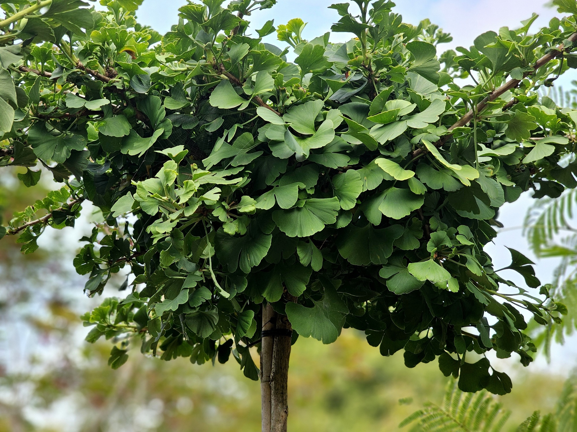Ginkgo biloba globular