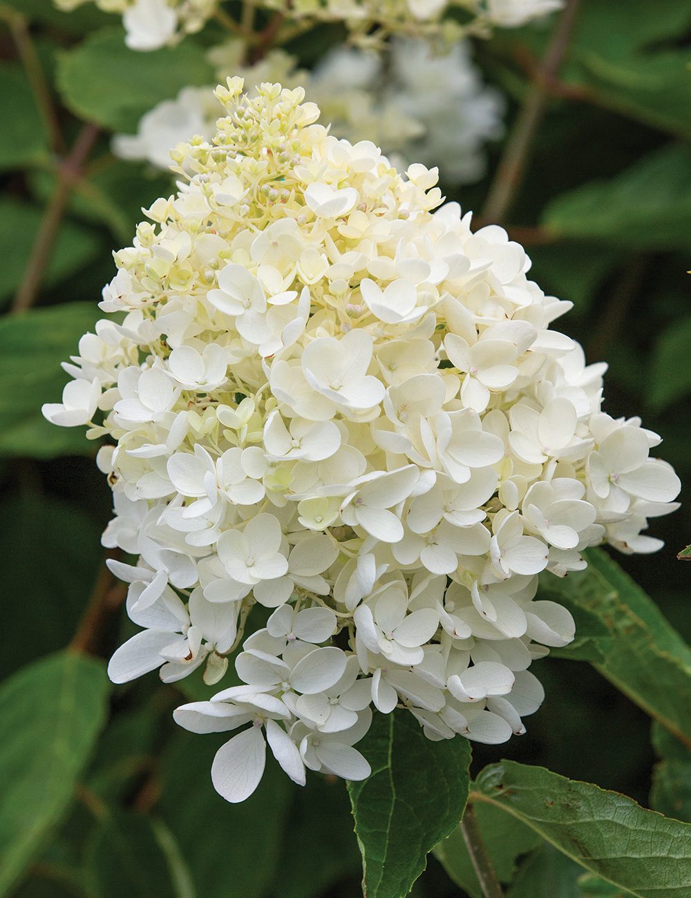 Hortensia paniculata Grandiflora - imagine 4