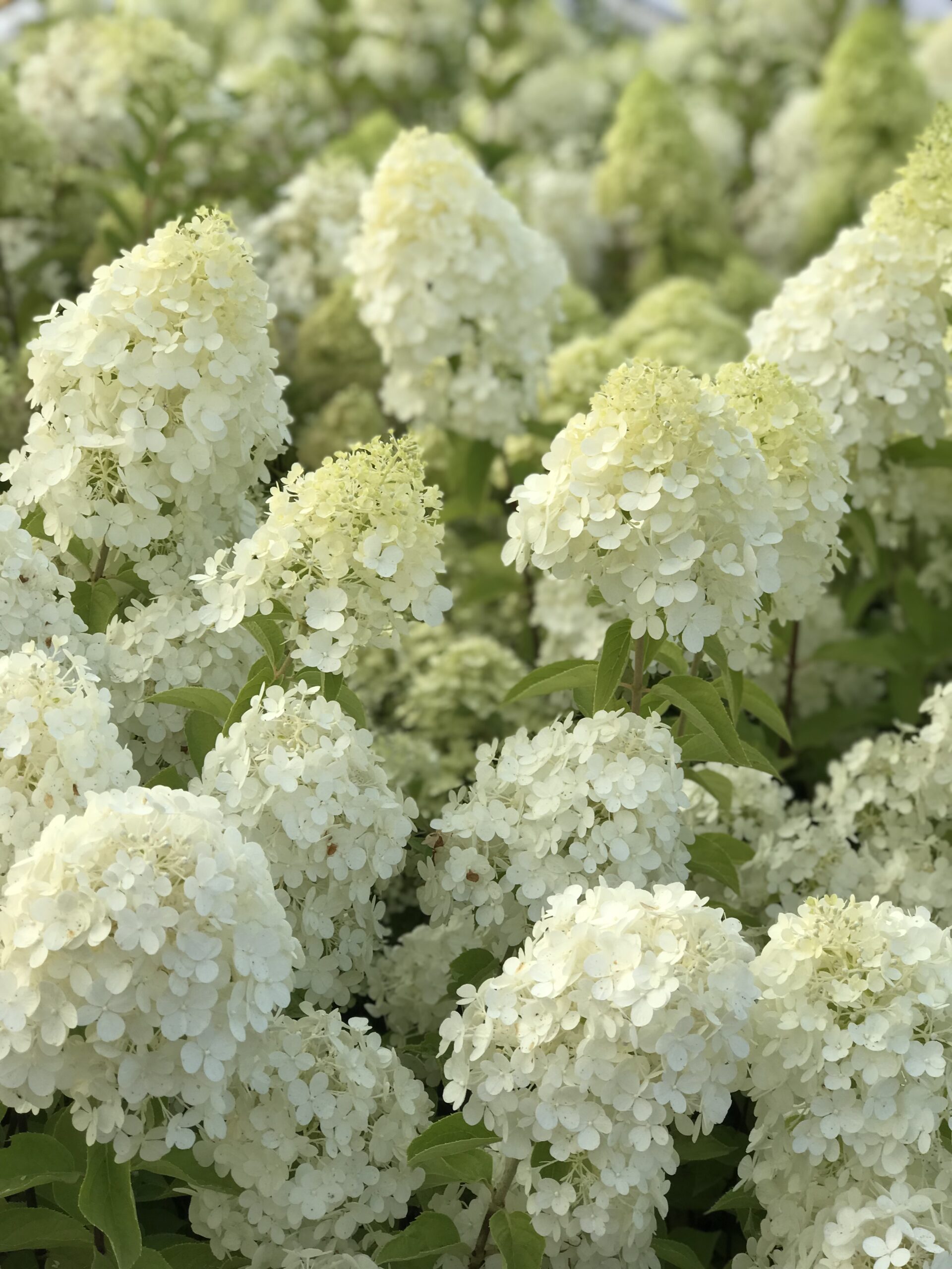 Hortensia Magical Sweet Summer