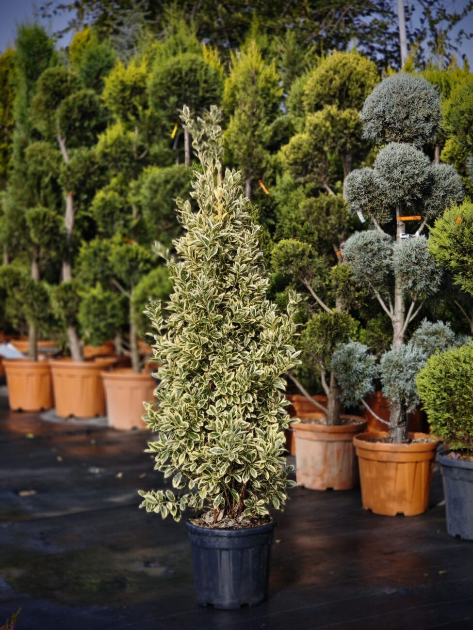 Euonymus columnar Bravo