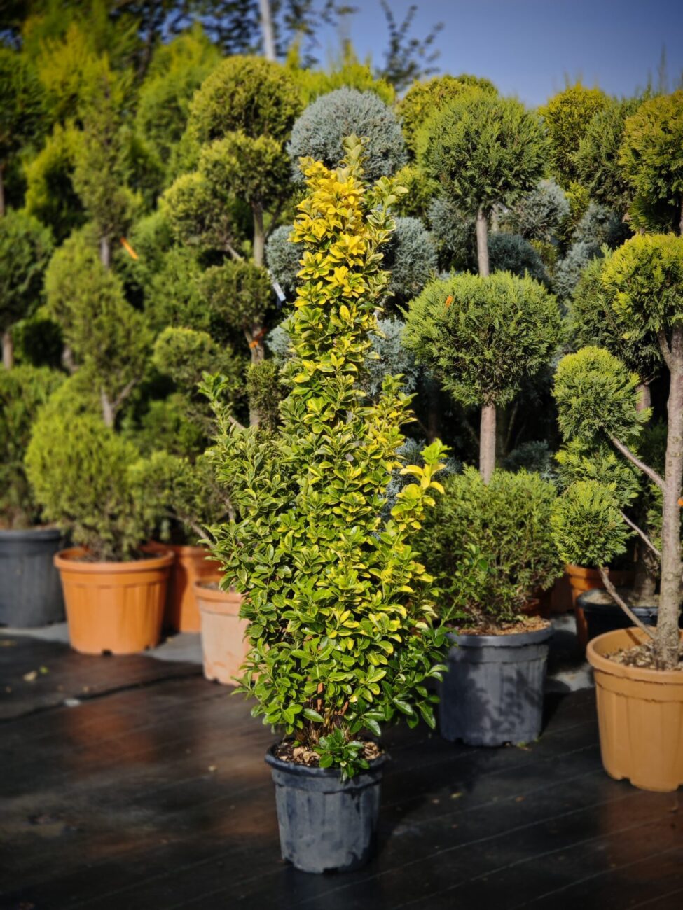 Euonymus columnar auriu