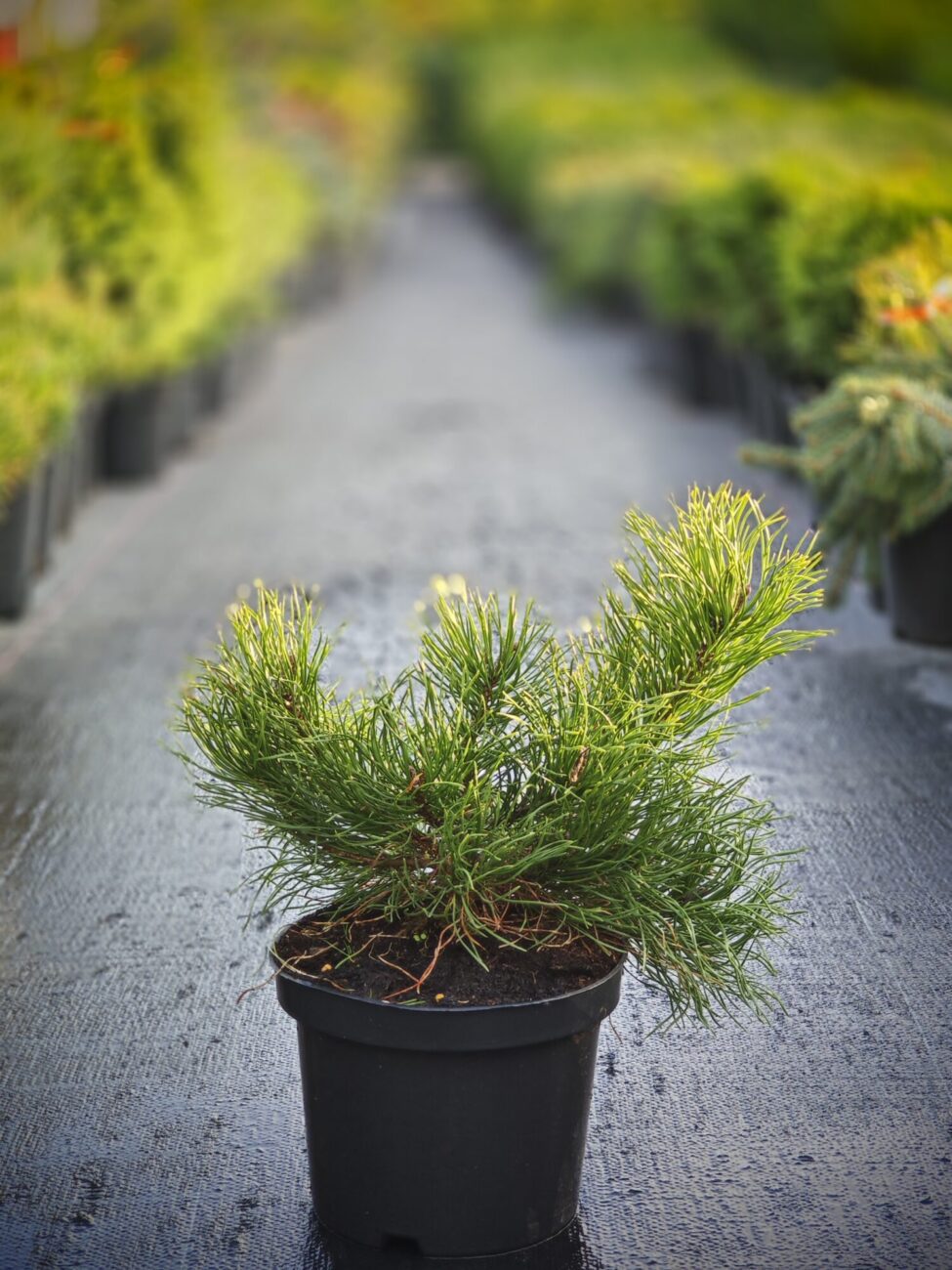 Pin Mugo Pumilio - imagine 3