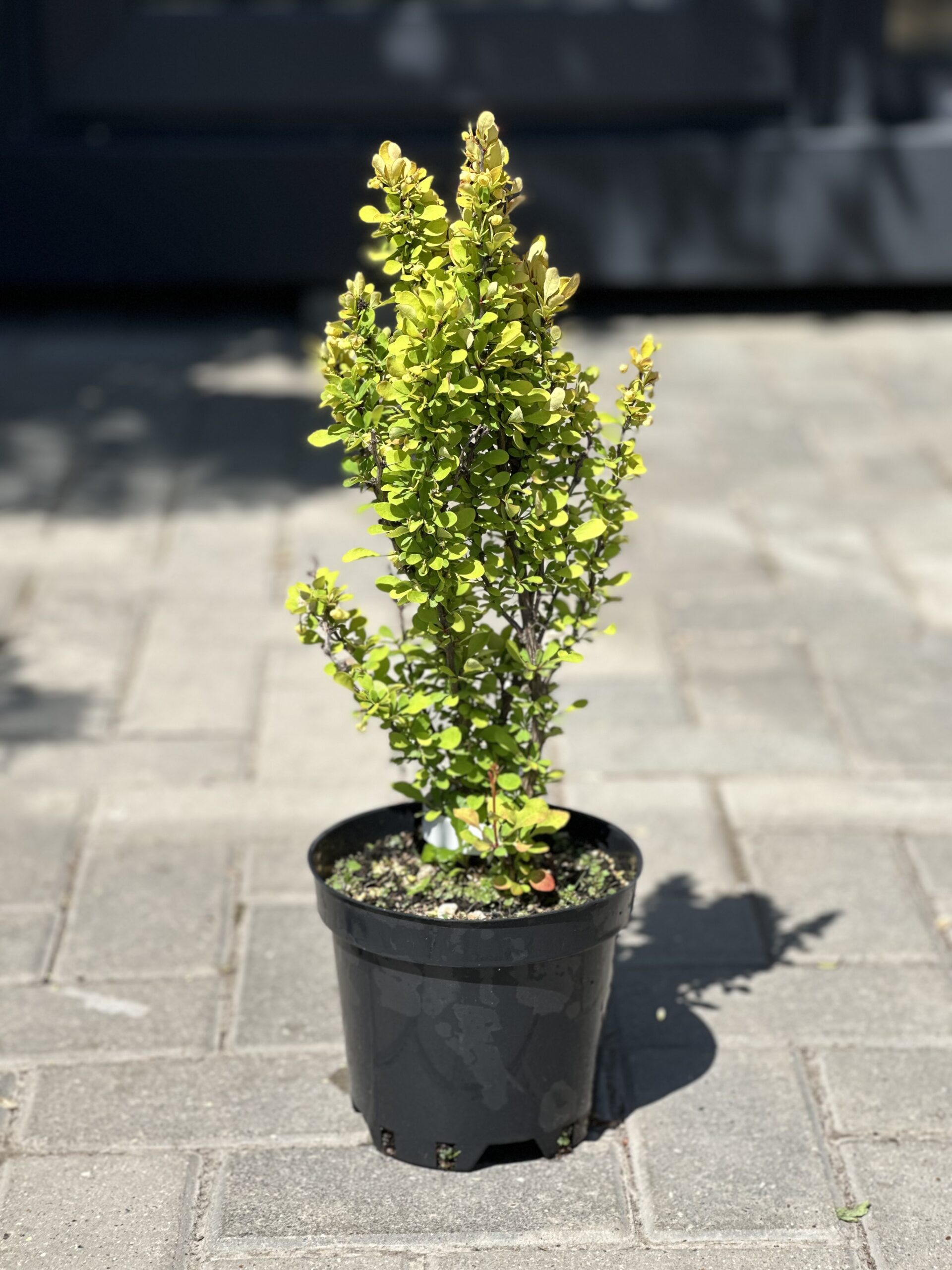 Barbaris Golden Rocket