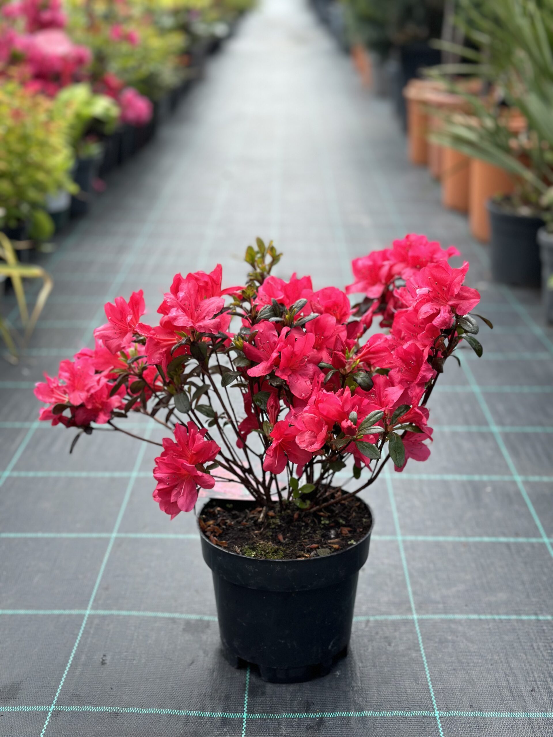 Azalea japoneză Maruschka