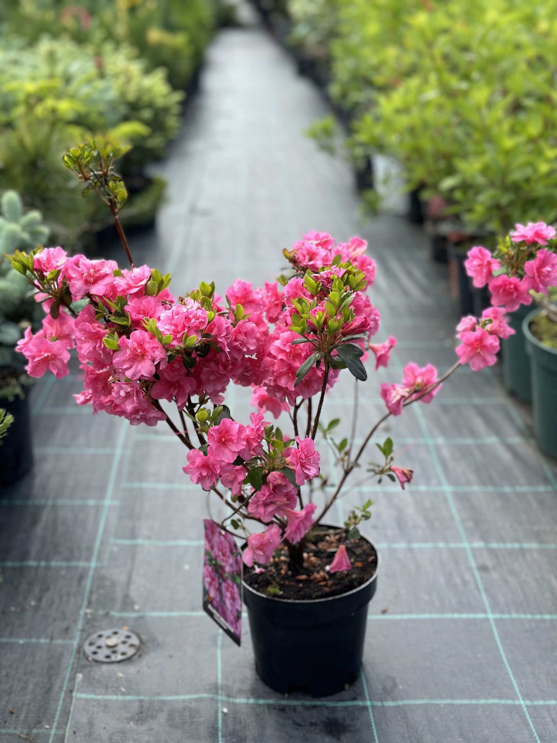 Azalea japoneză Babuschka