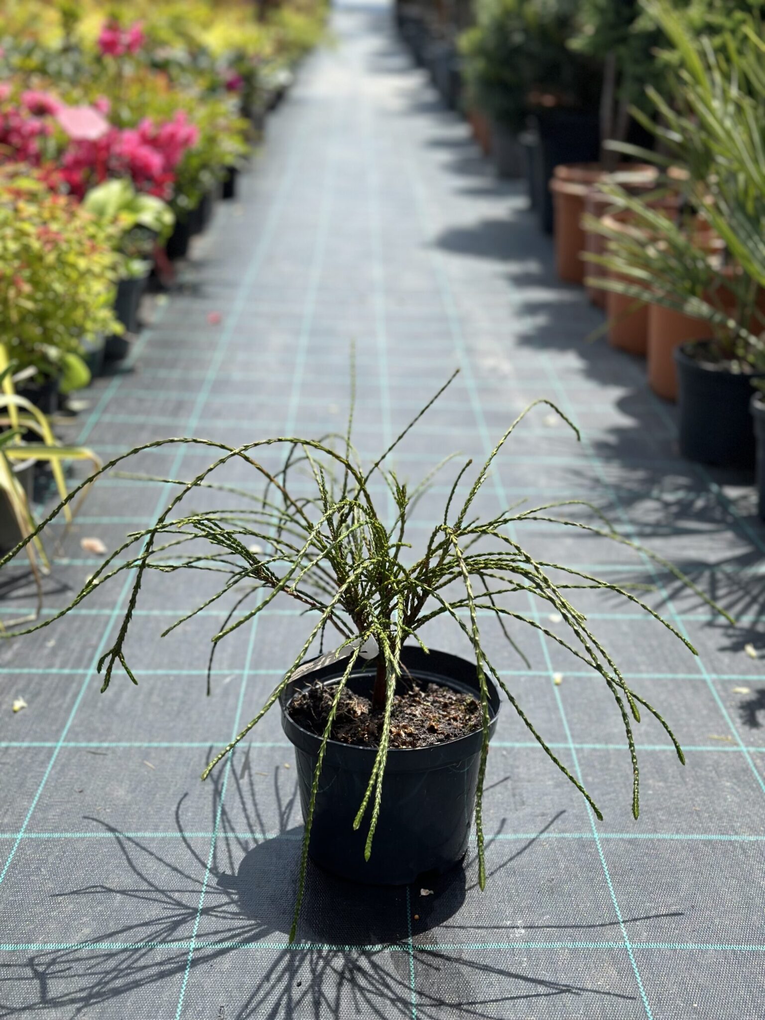 Tuia curgătoare Plicata Whipcord