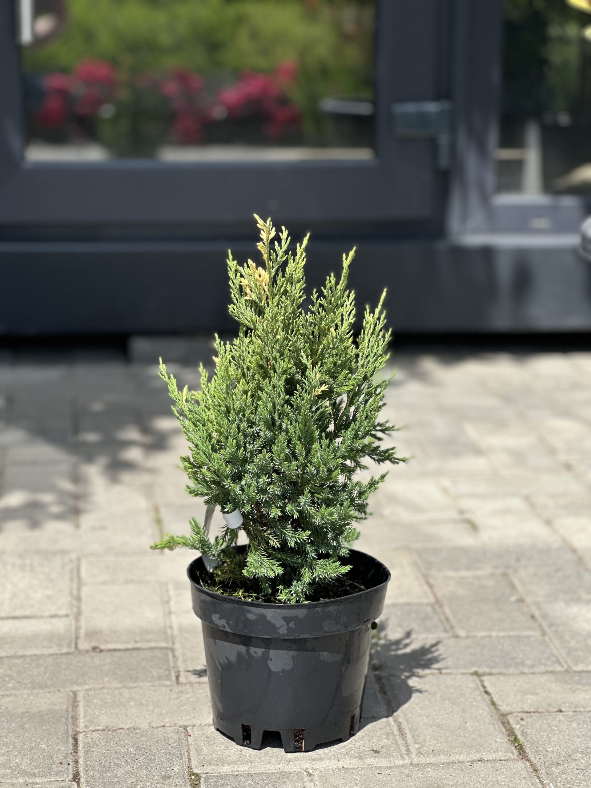 Ienupăr chinezesc Stricta Variegata