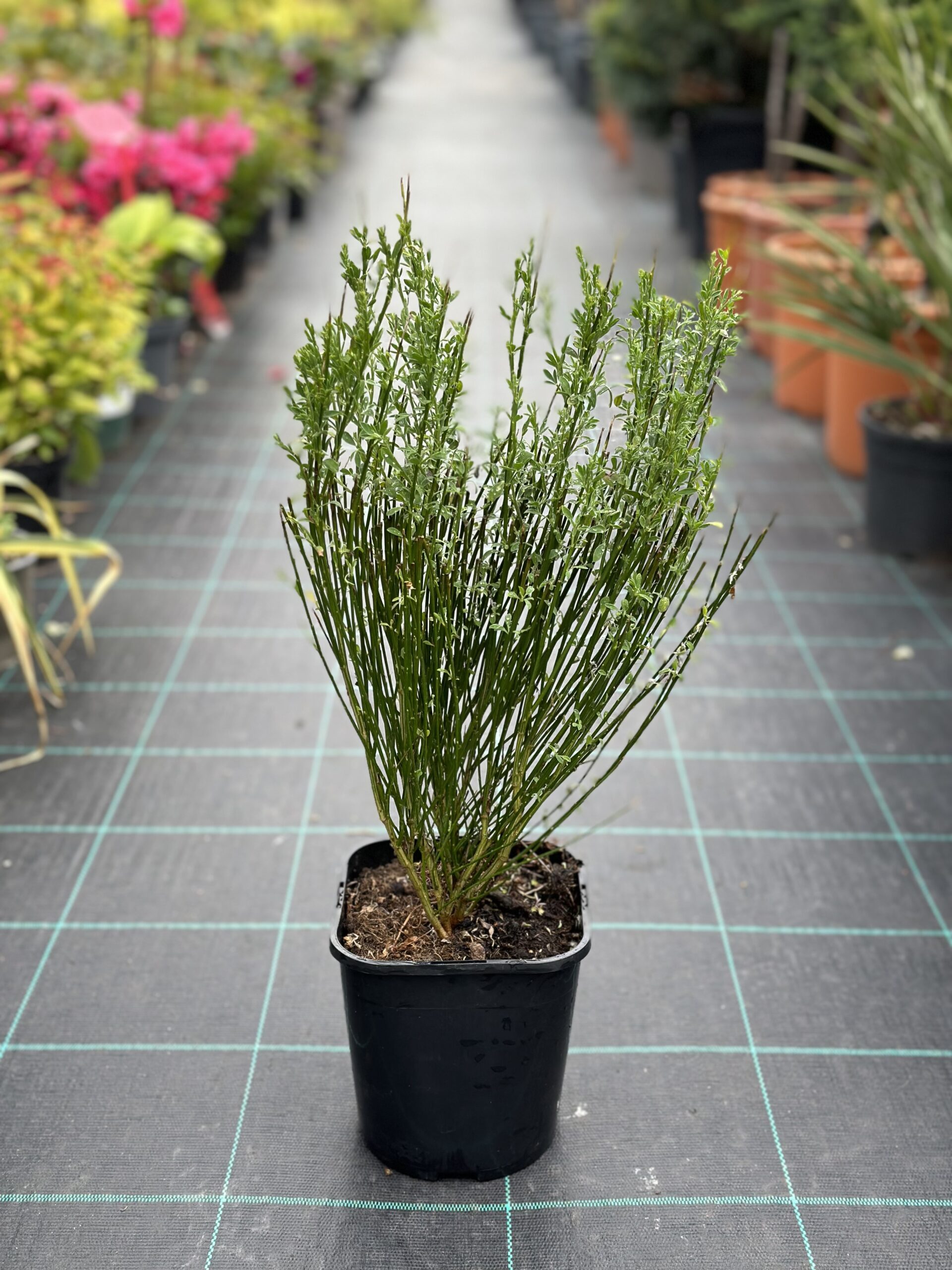 Cytisus apricot gem