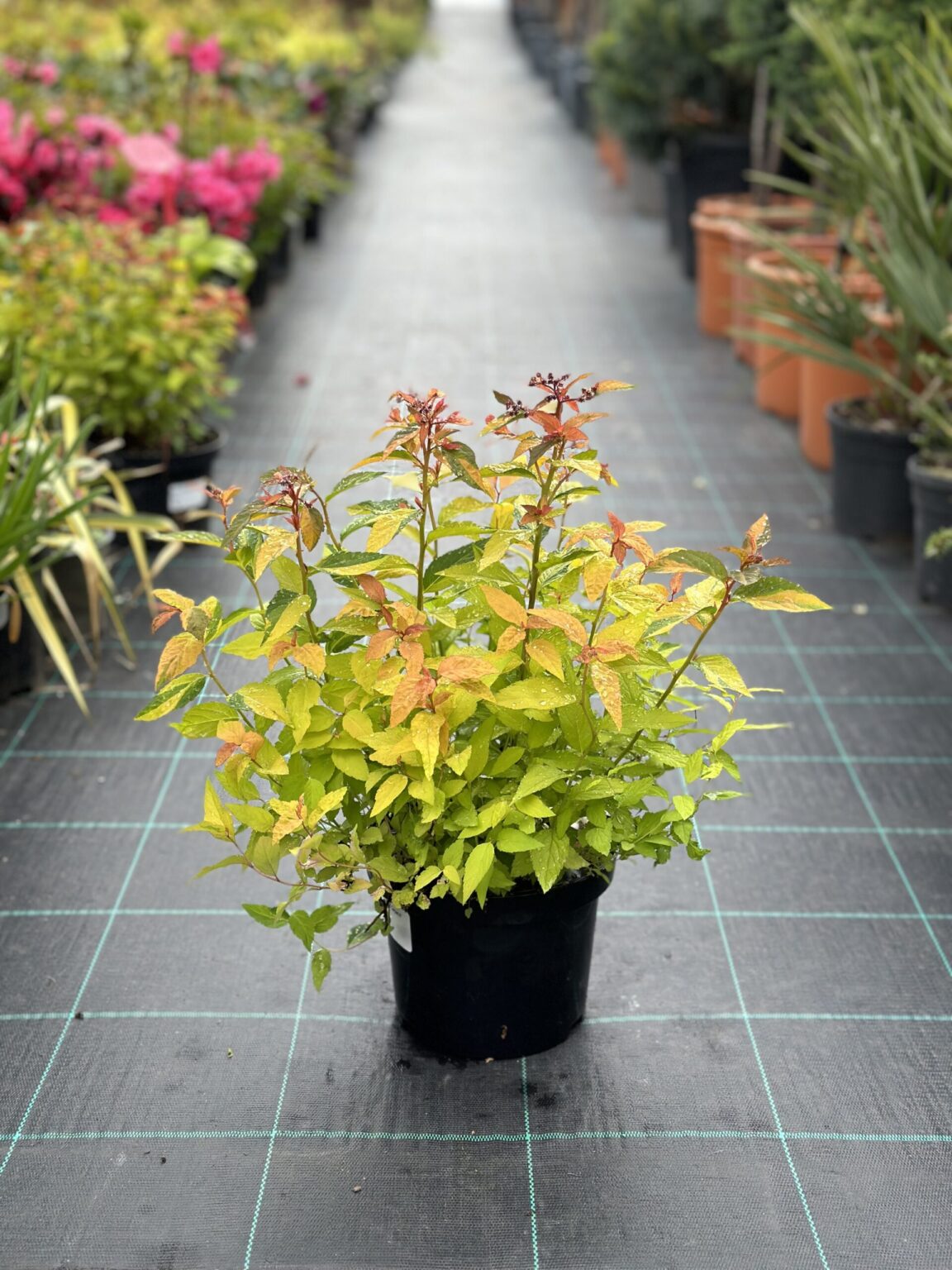 Spirea japoneză Magic Carpet