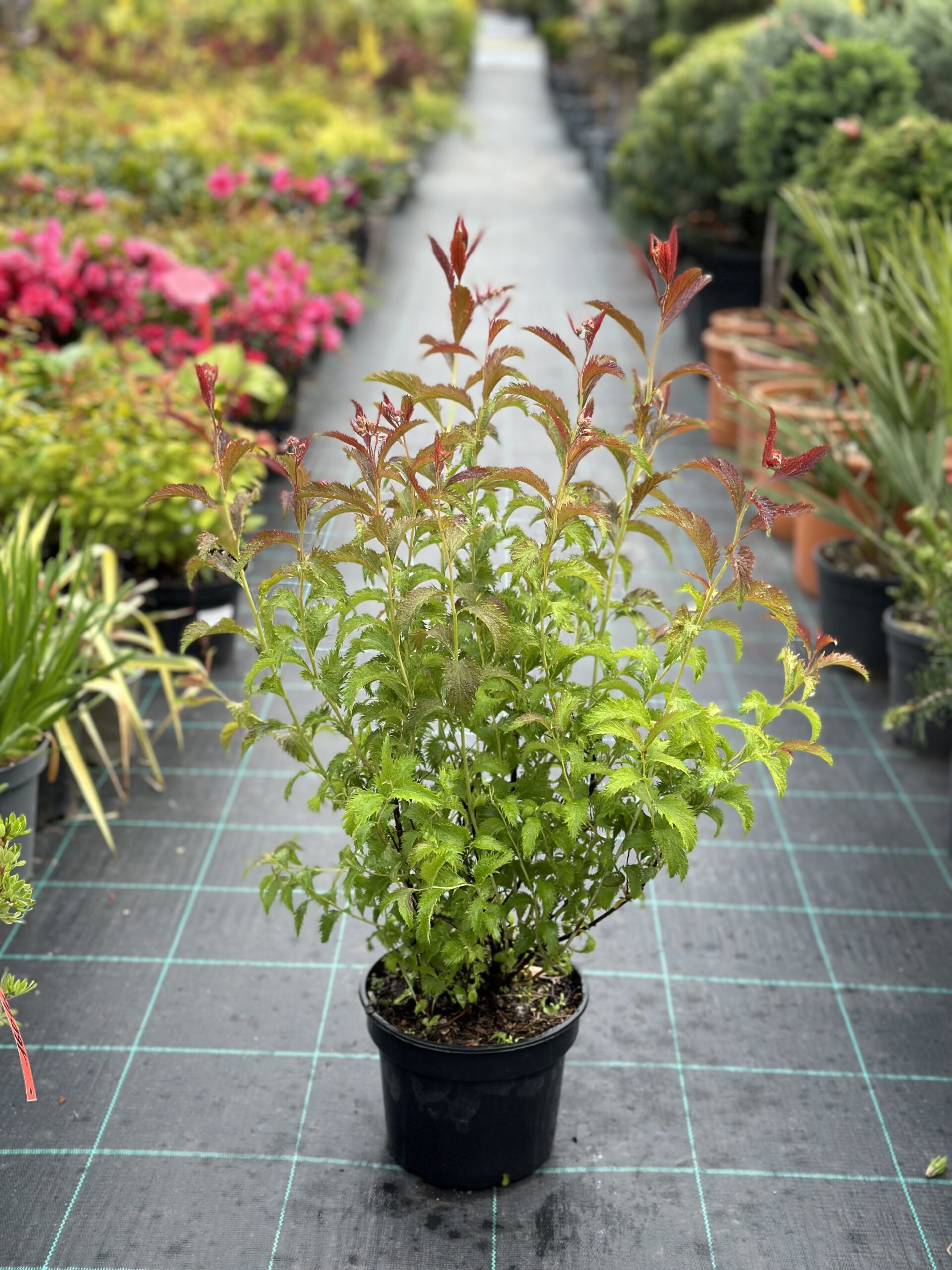 Spirea japoneză Crispa
