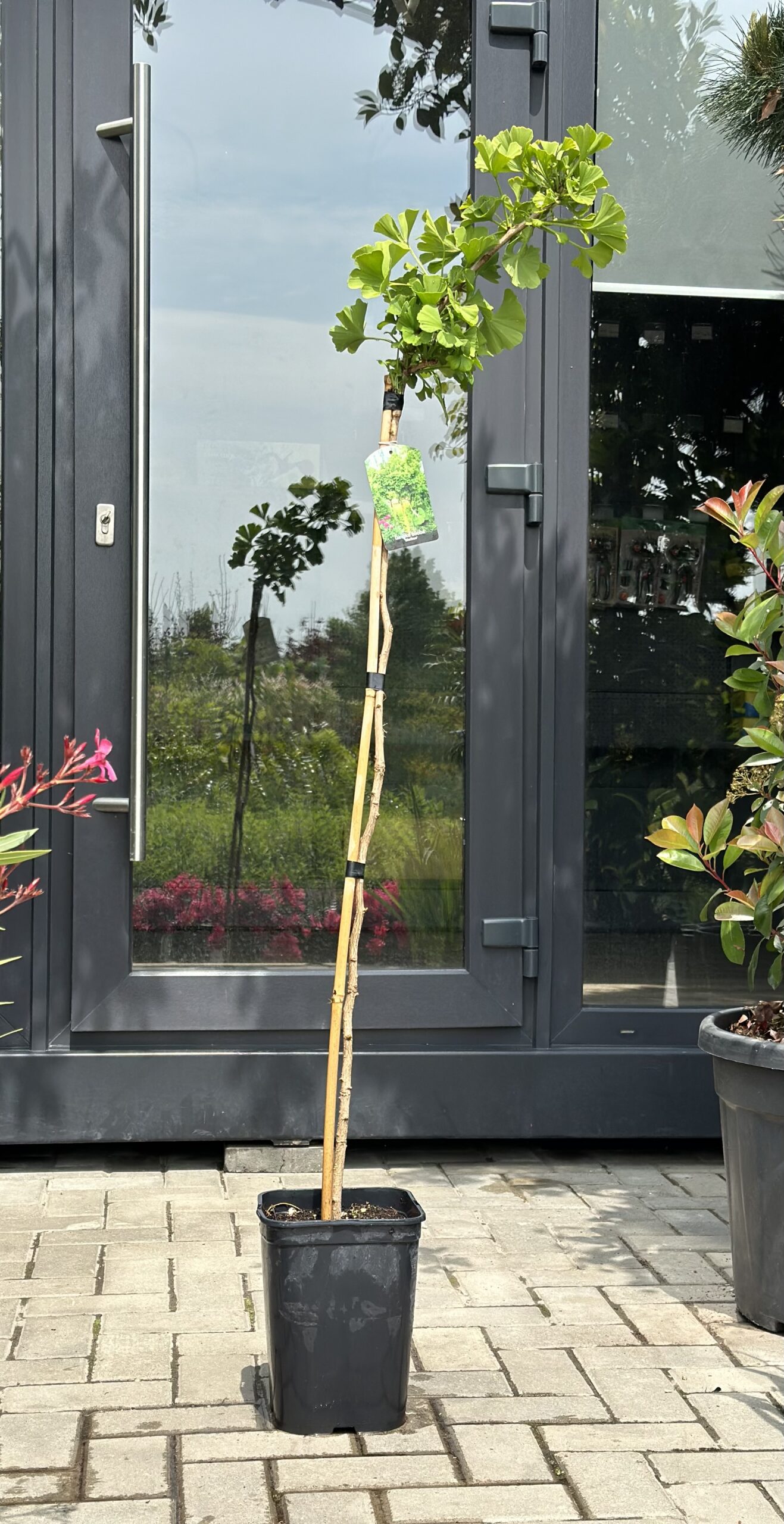 Ginkgo biloba globular