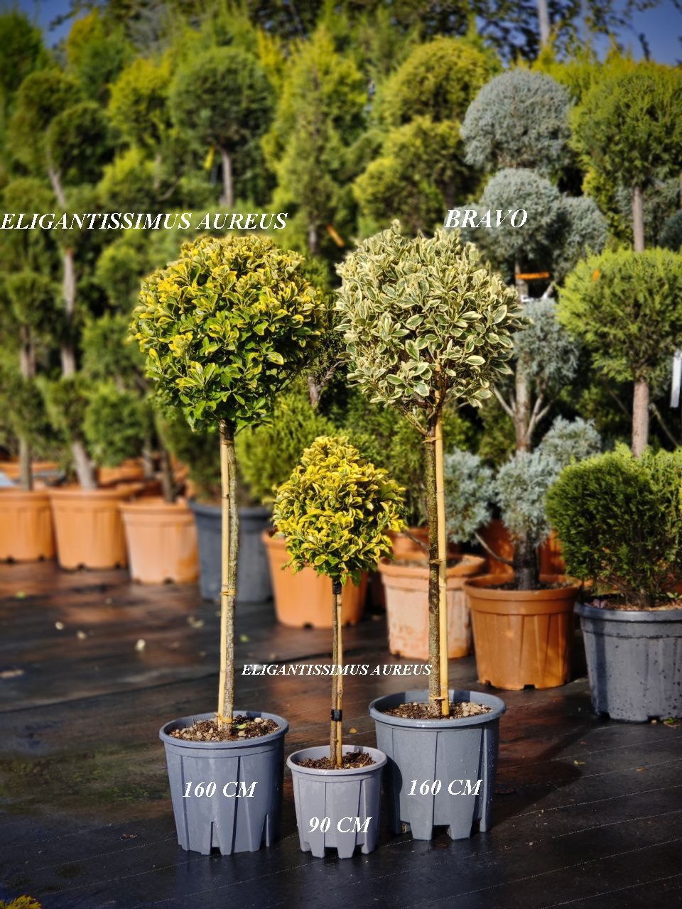 Euonymus Bravo pe picior - imagine 5