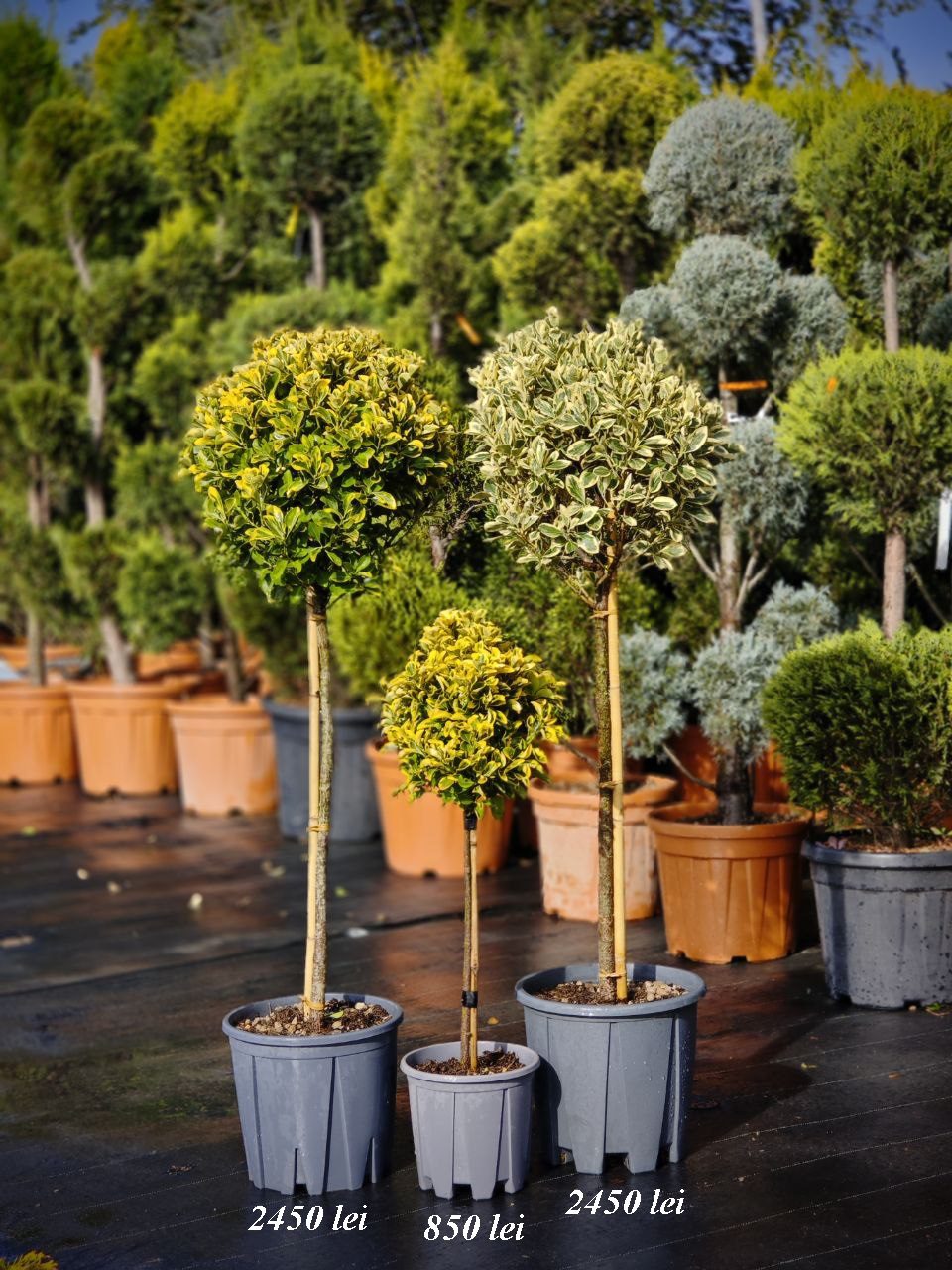 Euonymus Aureus pe picior