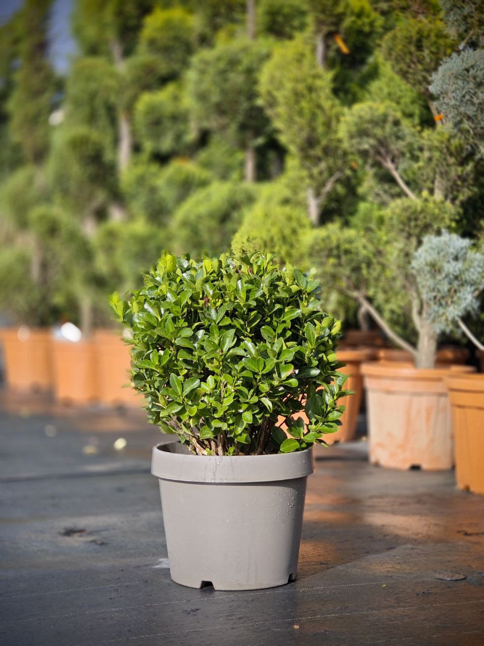 Eonymus japonez- glob - imagine 4