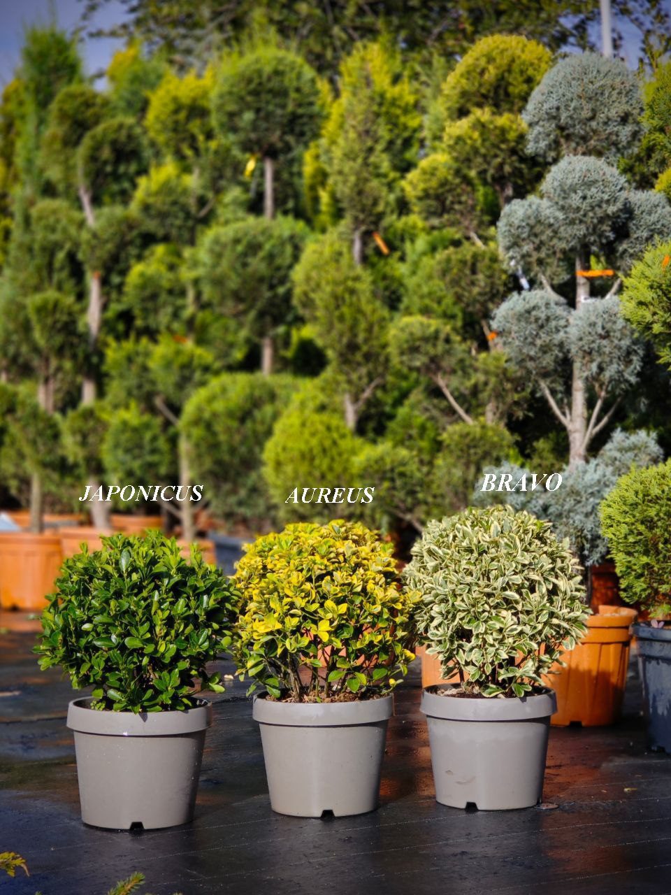 Euonymus Aureus glob