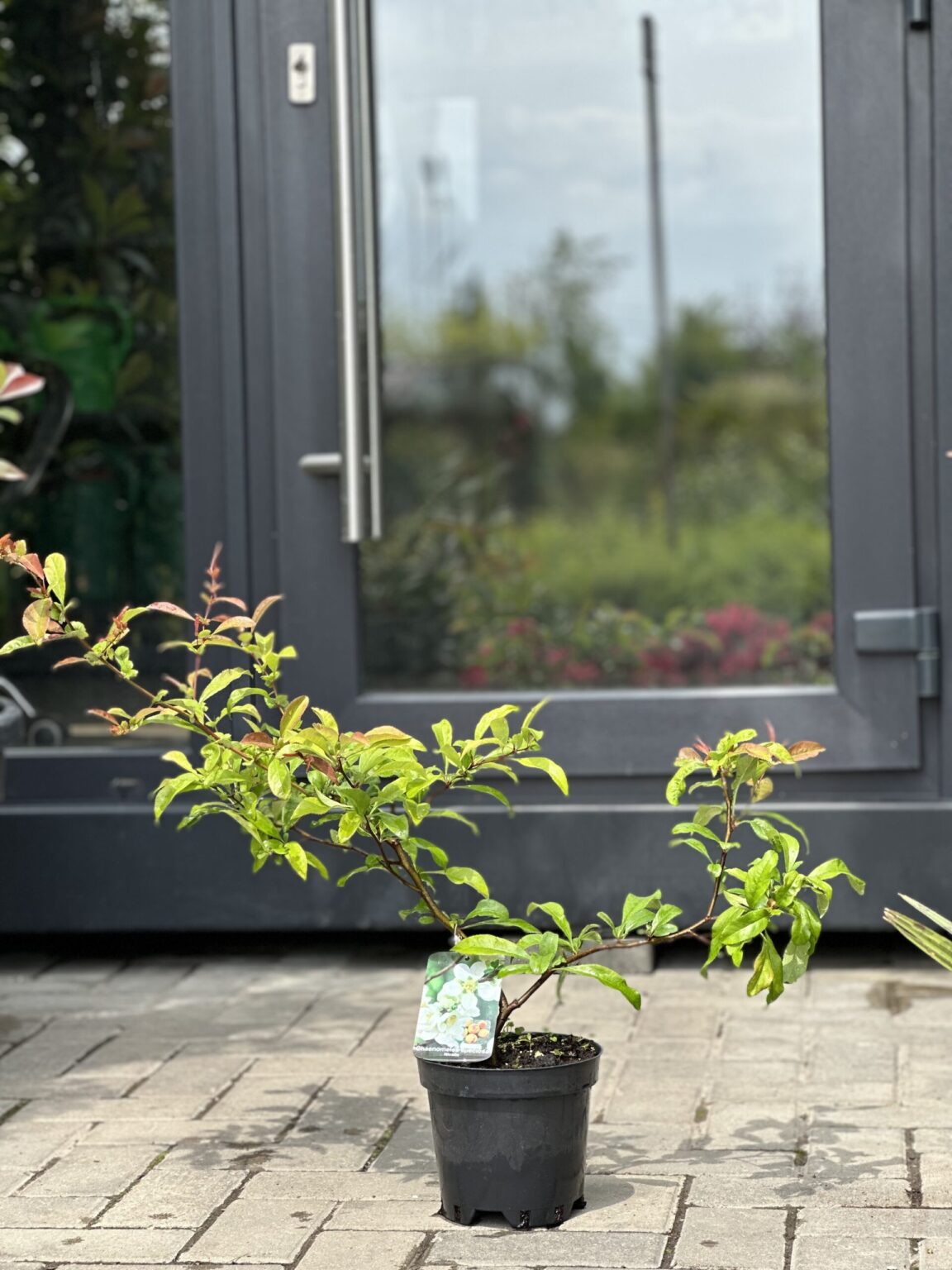 Gutui japonez Nivalis