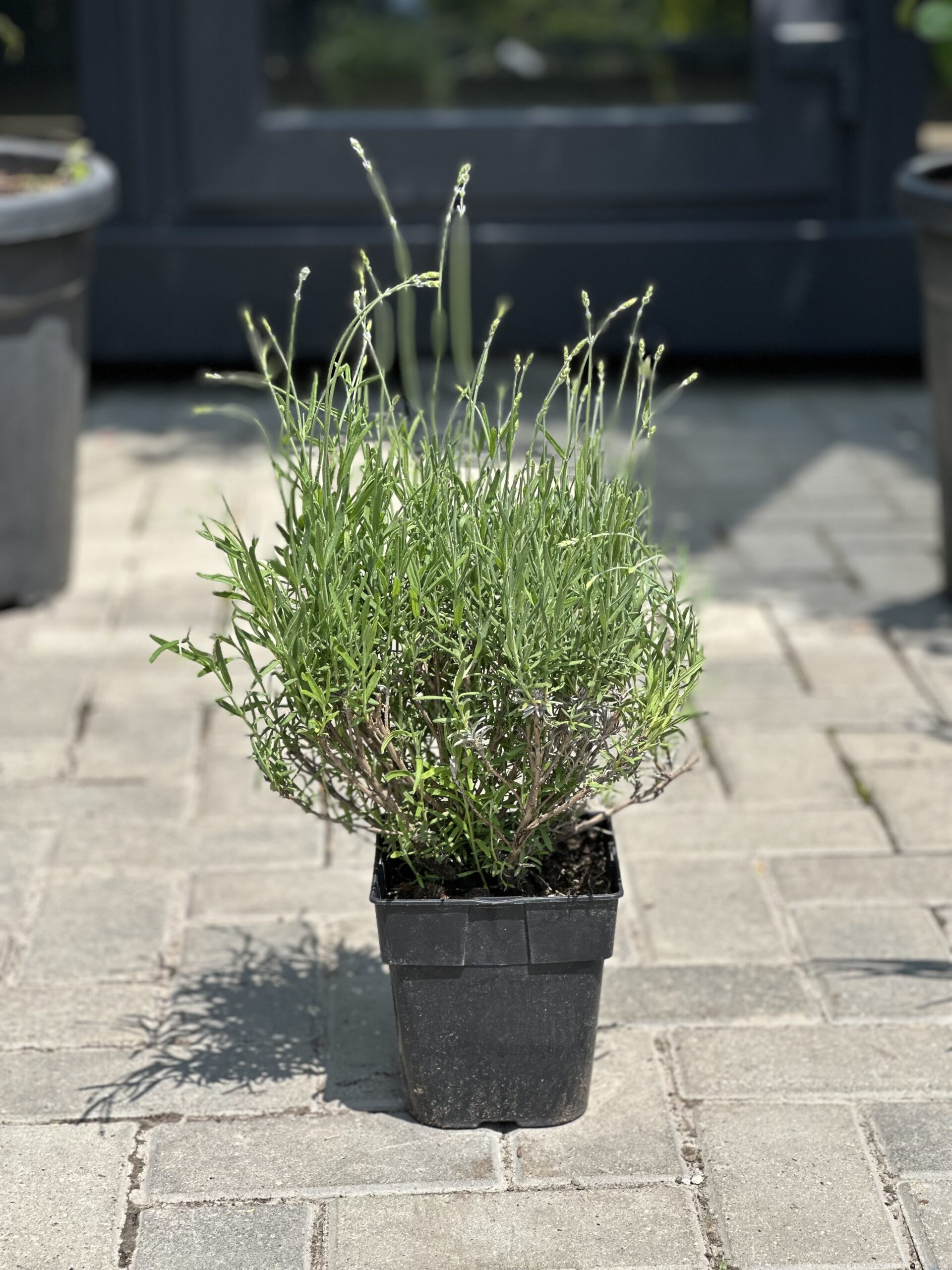 Lavanda