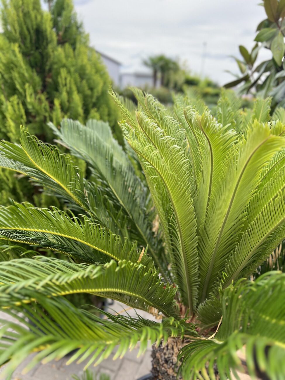 Palmier Cycas - imagine 4