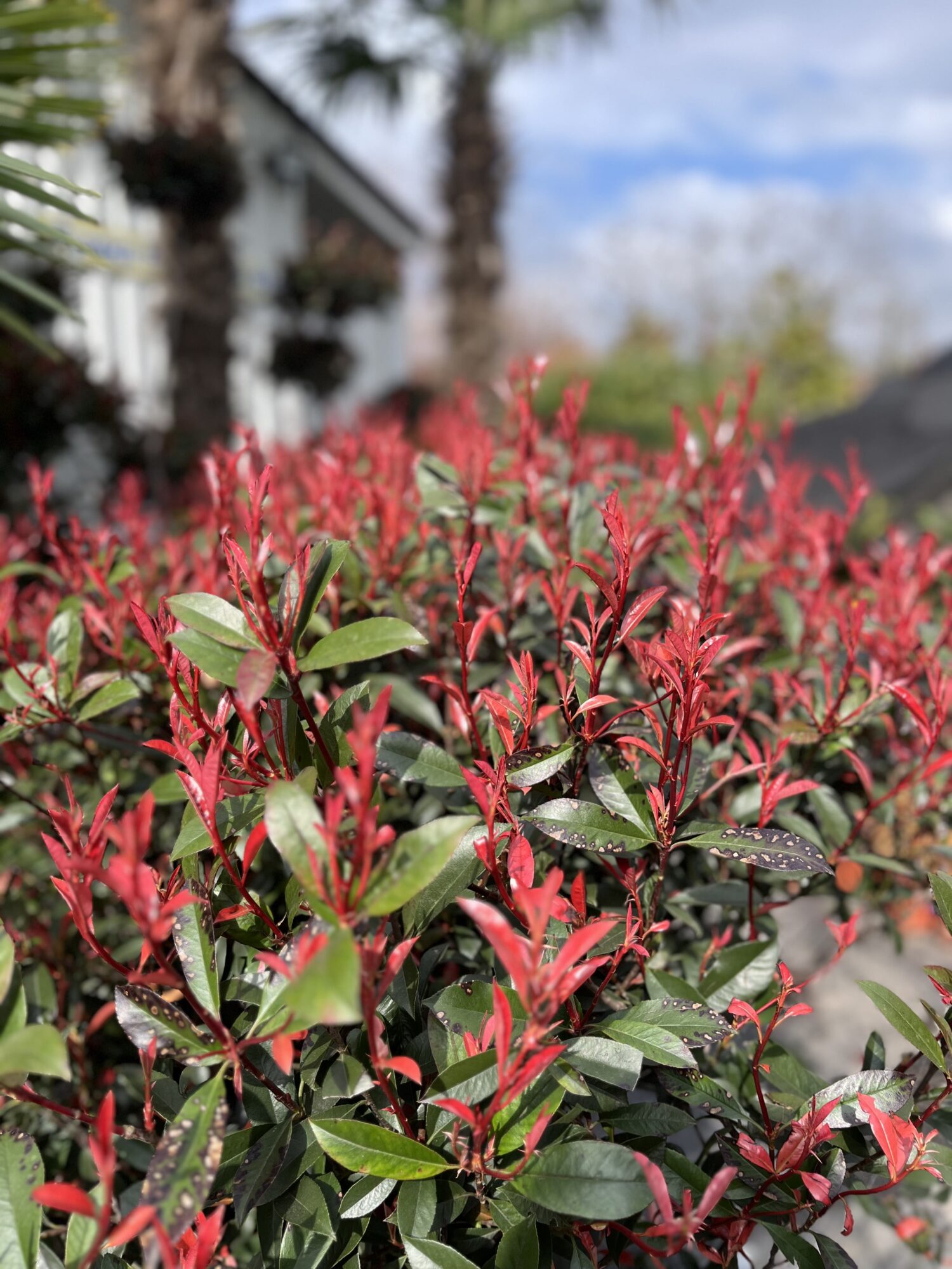 Photinia Fraseri Carre Rouge Multitronco