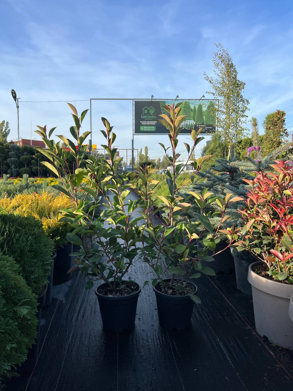 Photinia Red Robin Fraseri
