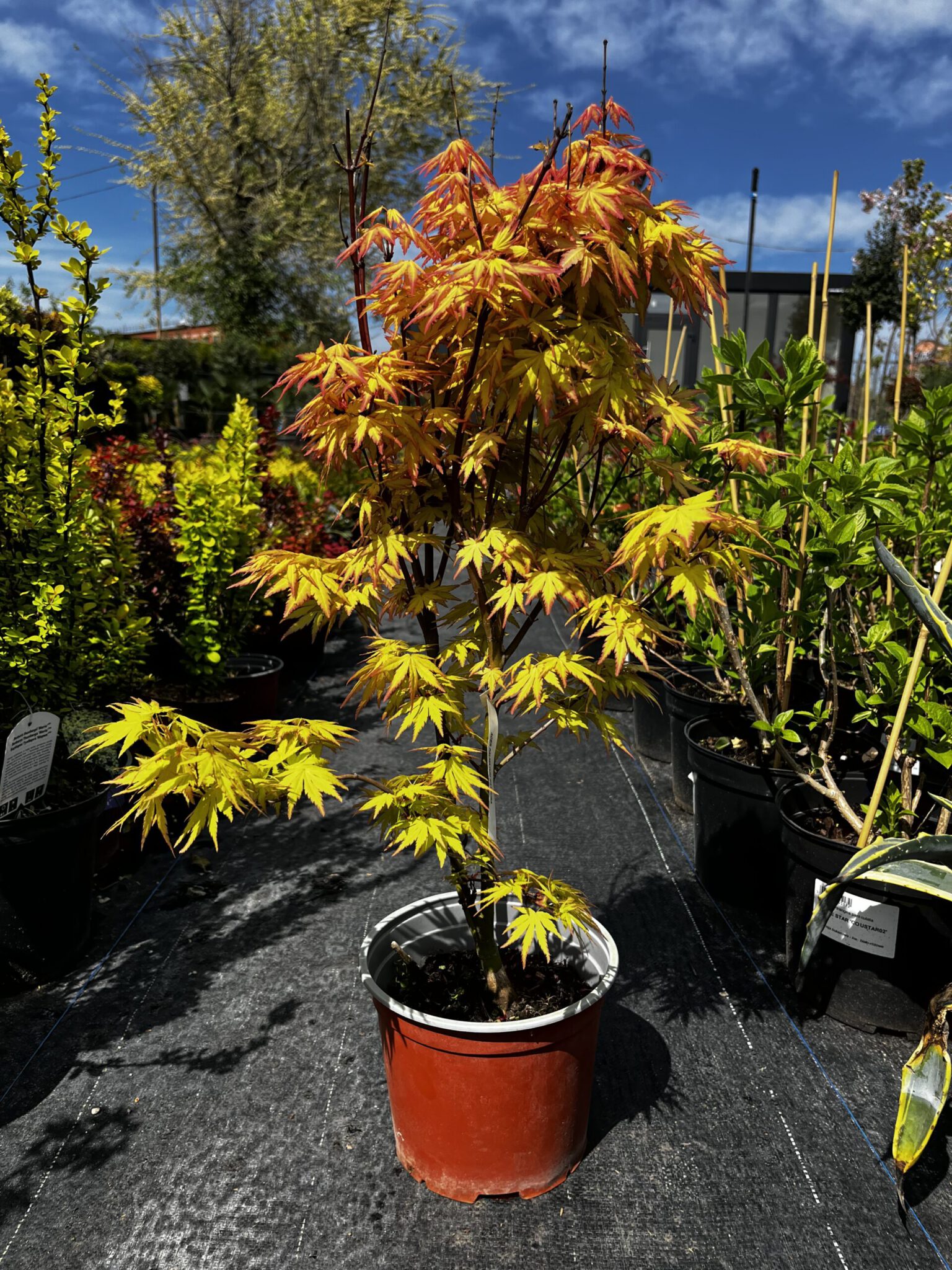 Arțar japonez Katsura