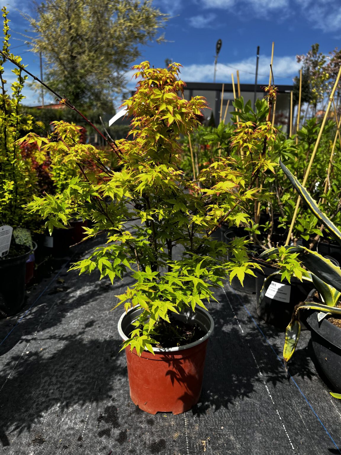 Arțar japonez Little Princess